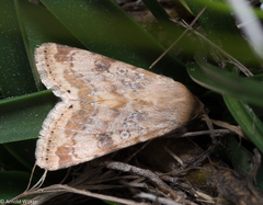 Heliothis nubigera
