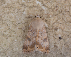 Heliothis nubigera