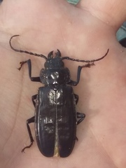 Mallodon dasystomus