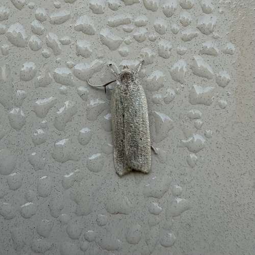 Gonioterma mistrella photo 4