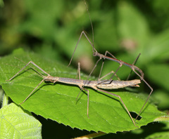 Ocnophiloidea regularis