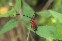 Tylosis oculatus