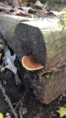 Gloeophyllum trabeum