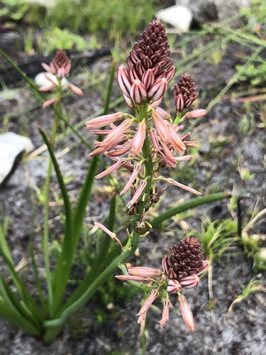 Trachyandra tabularis