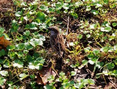 Passer domesticus