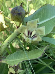 Pachycarpus asperifolius