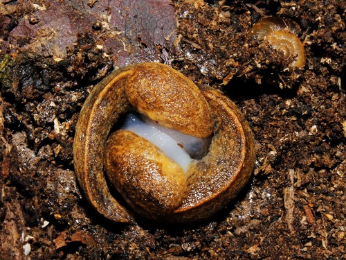 Keeled Slug