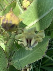 Pachycarpus asperifolius