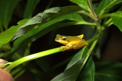 Loka Flying Frog photo 2