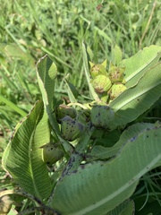Pachycarpus asperifolius