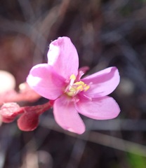Drosera admirabilis