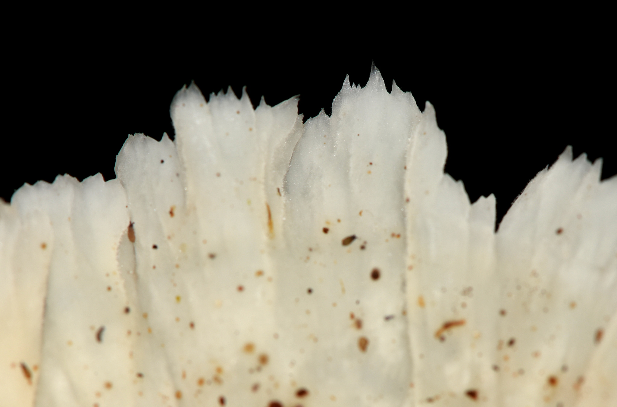 Cotylidia image