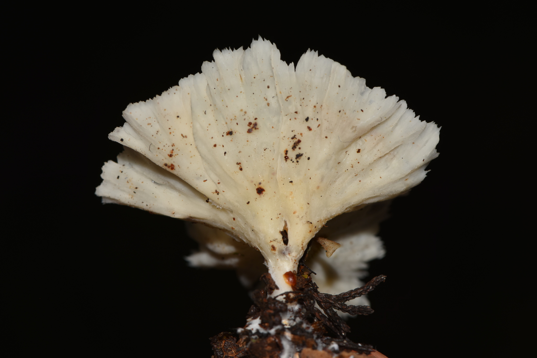Cotylidia diaphana image
