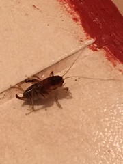 Apotetamenus clipeatus