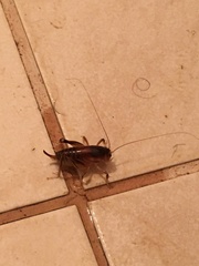 Apotetamenus clipeatus