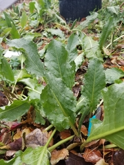 Beta vulgaris