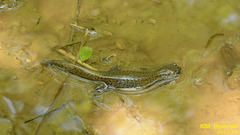 Hynobius quelpaertensis