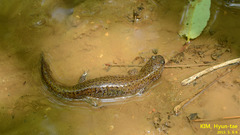 Hynobius quelpaertensis