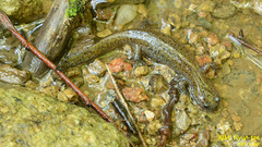 Hynobius quelpaertensis