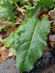 Beta vulgaris