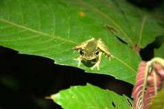 Rhacophorus edentulus