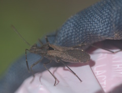 Alydus scutellatus