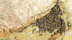 Semisulcospira libertina