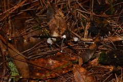 Mycena perlae