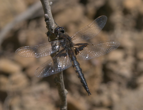 Mantled Baskettail photo 6