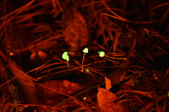 Mycena perlae