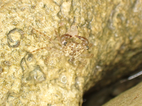 Pachygrapsus planifrons