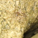Pachygrapsus planifrons
