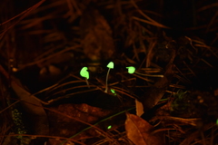 Mycena perlae