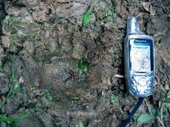 Ursus arctos arctos