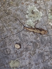 Ptychoderes rugicollis