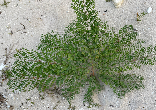 Indigofera suffruticosa iNat (1)