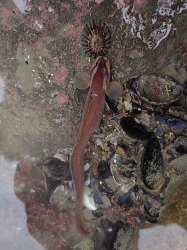 Kelp eelpout (Phucocoetes latitans) — Zoarcidae — 3