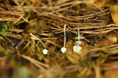 Mycena perlae