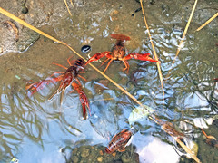Procambarus clarkii