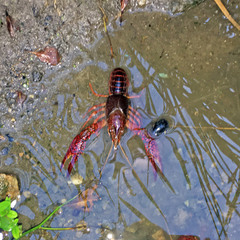 Procambarus clarkii