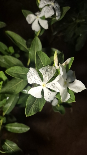 Catharanthus roseus