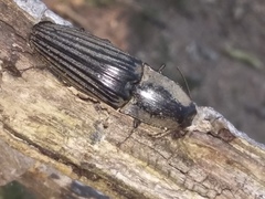 Chalcolepidius silbermanni