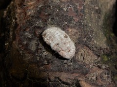 Coelostomidia zealandica