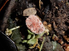 Coelostomidia zealandica