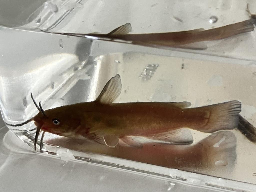 Brown bullhead