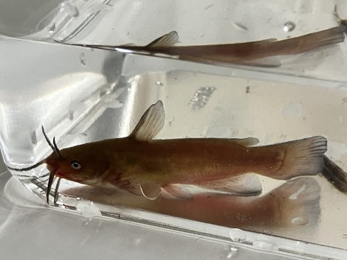Brown bullhead