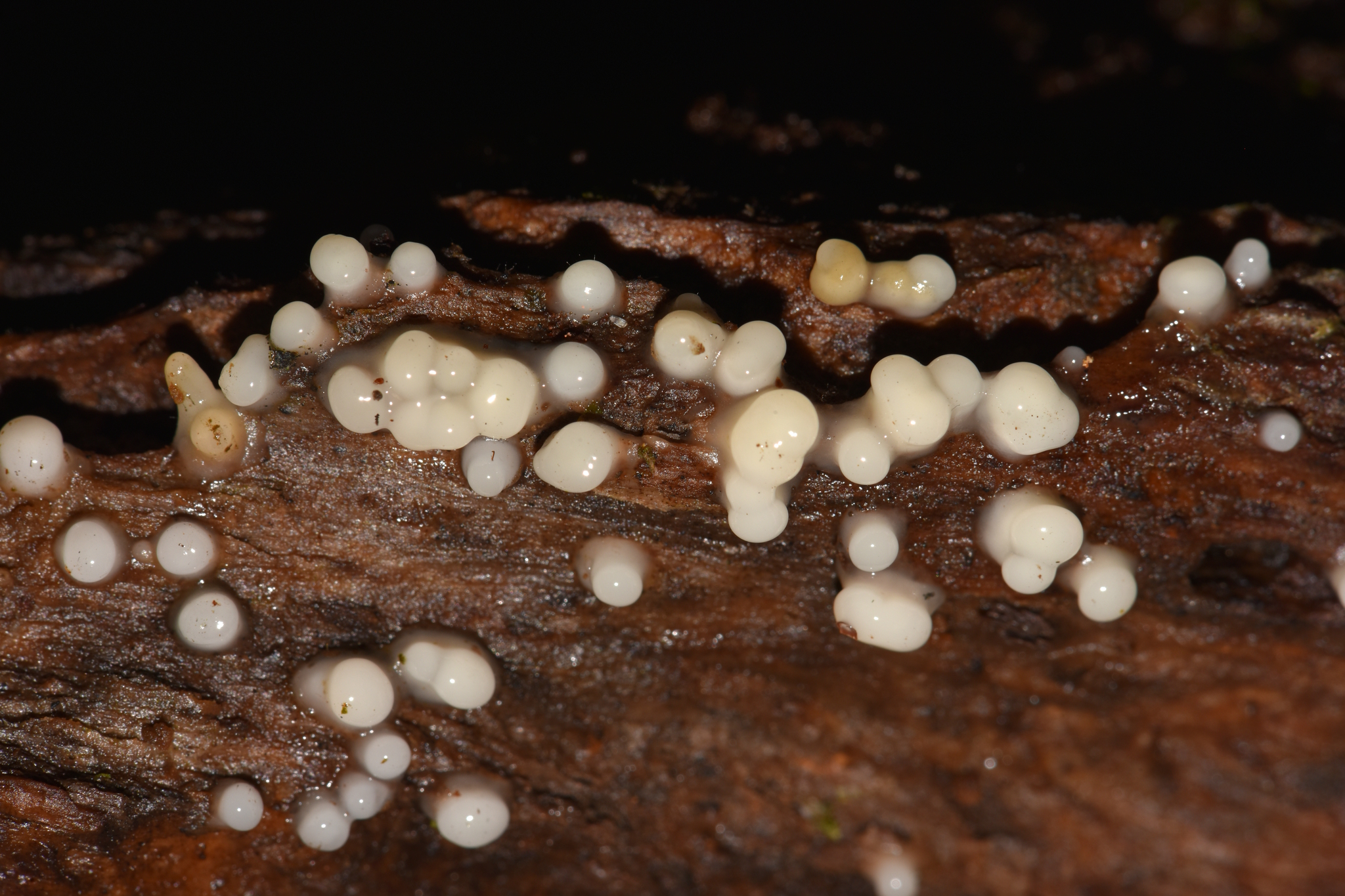 Leucogloea compressa image