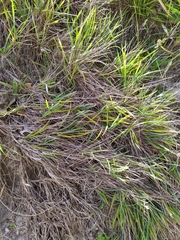Poa anceps