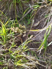 Poa anceps