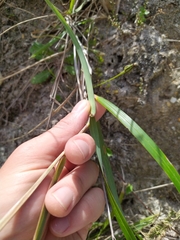 Poa anceps